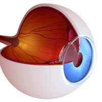3-D illustration of inside of an eyeball